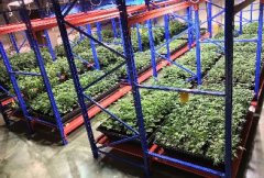 大型秧苗吸塑托盤